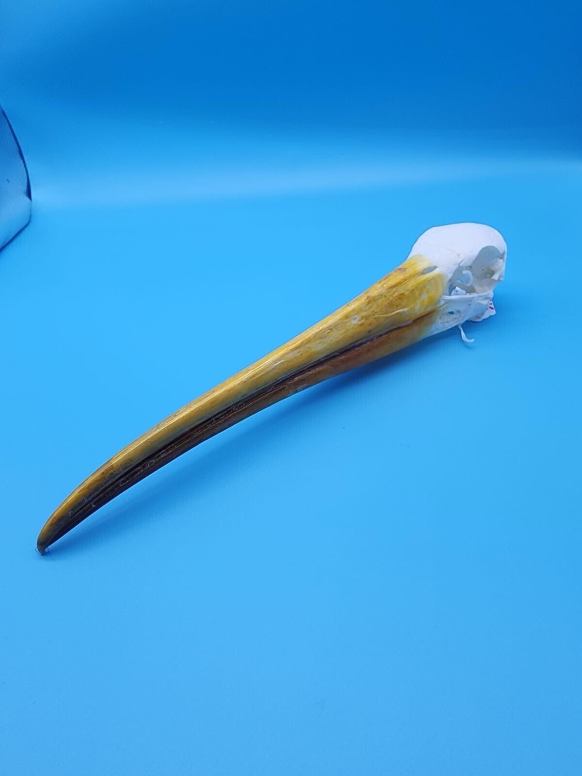 Real Yellow-billed stork Bird Skull Taxidermy Sk2