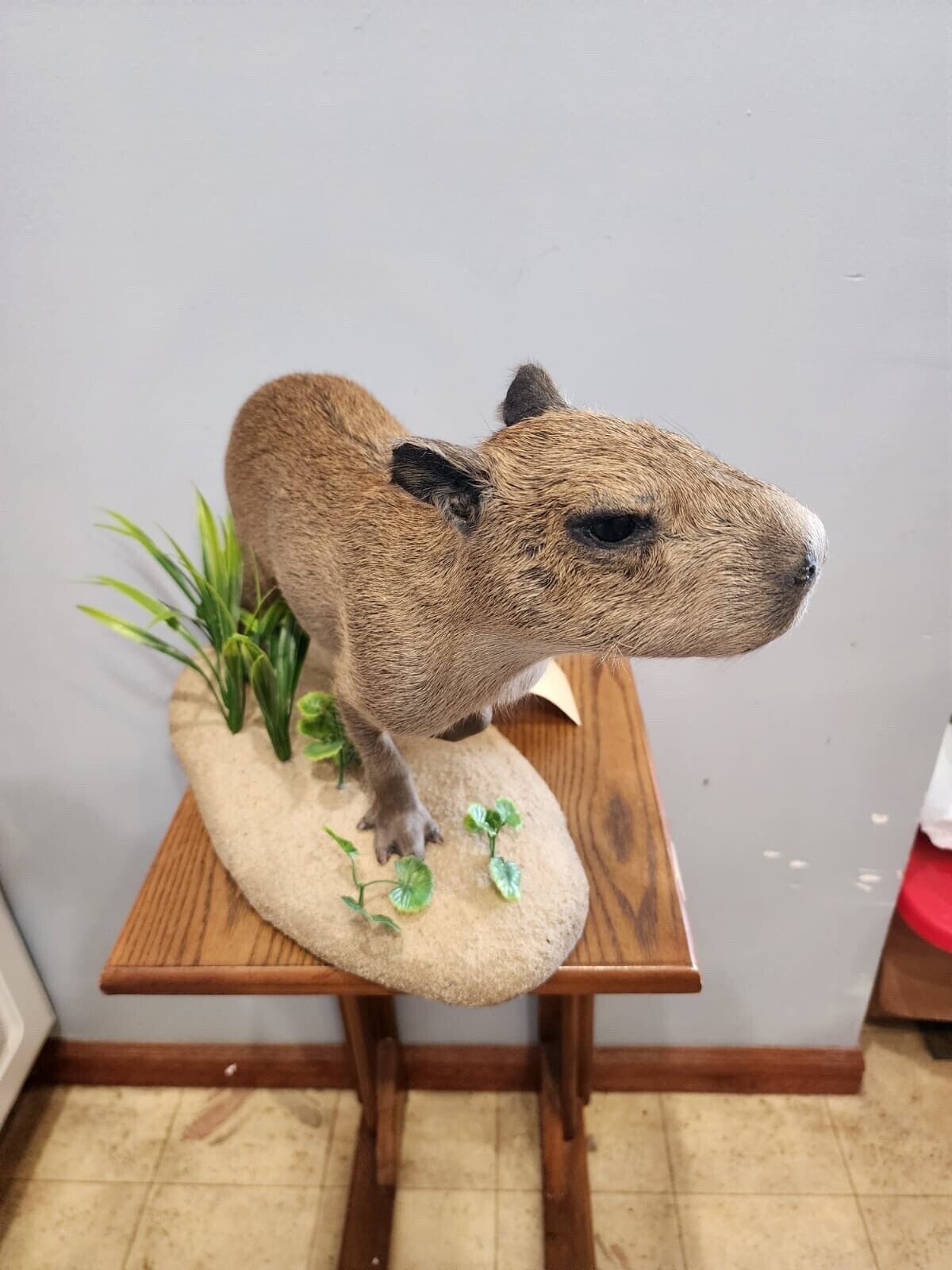 Capybara  Full Body Mount  Taxidermy