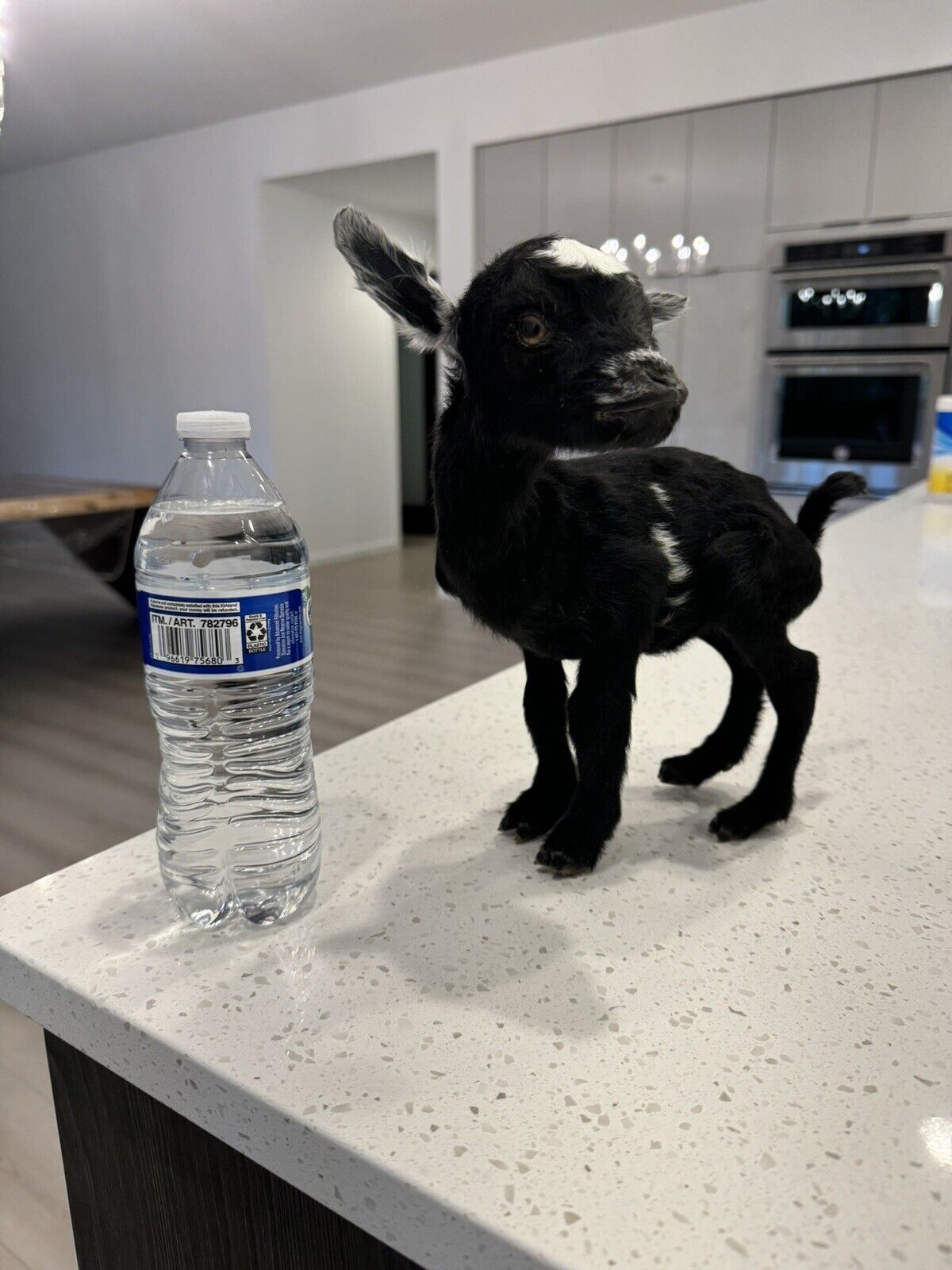 Super Tiny Baby Goat Taxidermy Mount