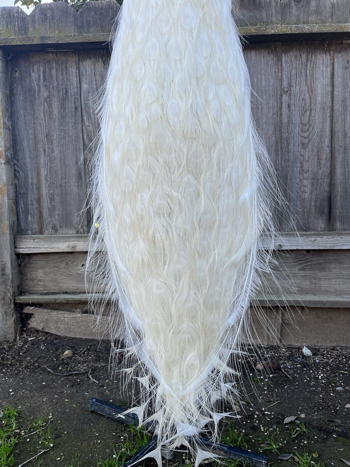 Museum Quality White PEACOCK Taxidermy Mount - Sku JOE232