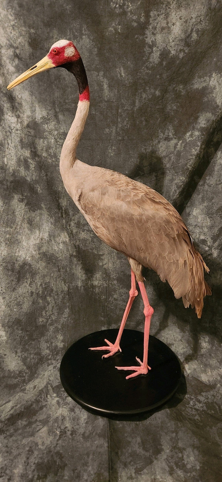 Sarus crane taxidermy Bird Mount Beautiful Feathers