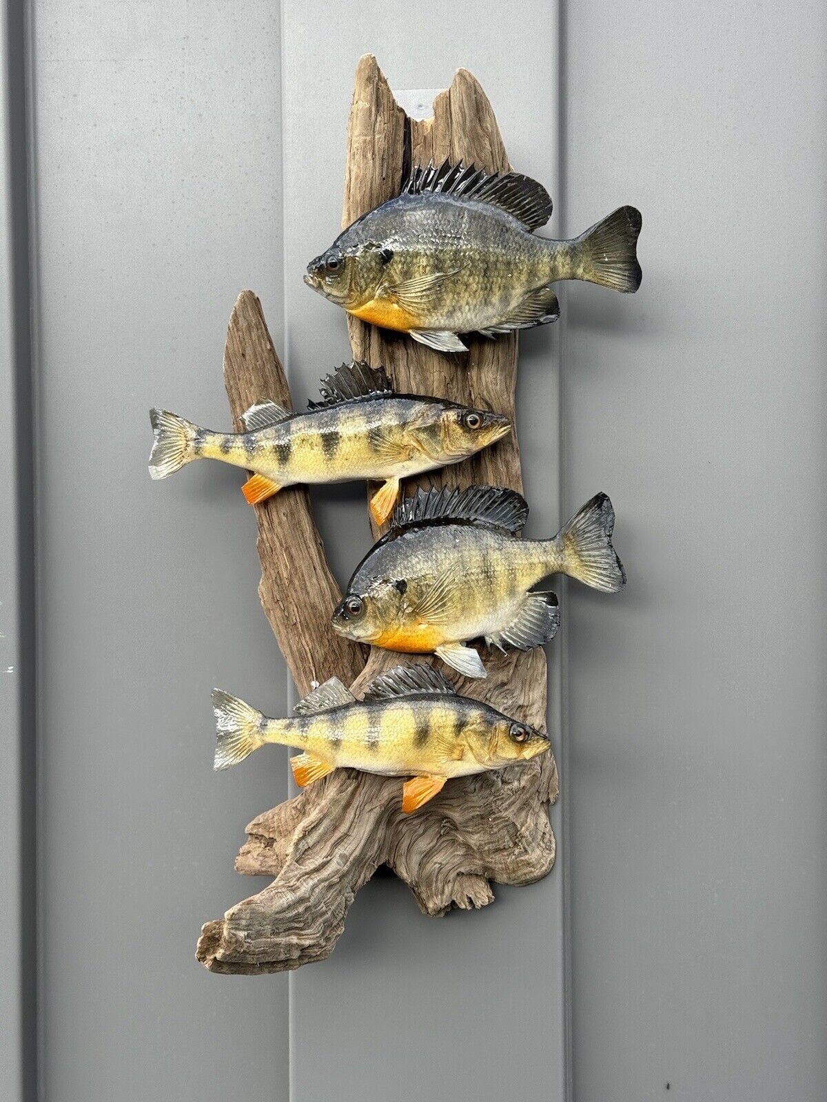 Real Skin Beautiful Sunfish Fish Taxidermy Wall Mount