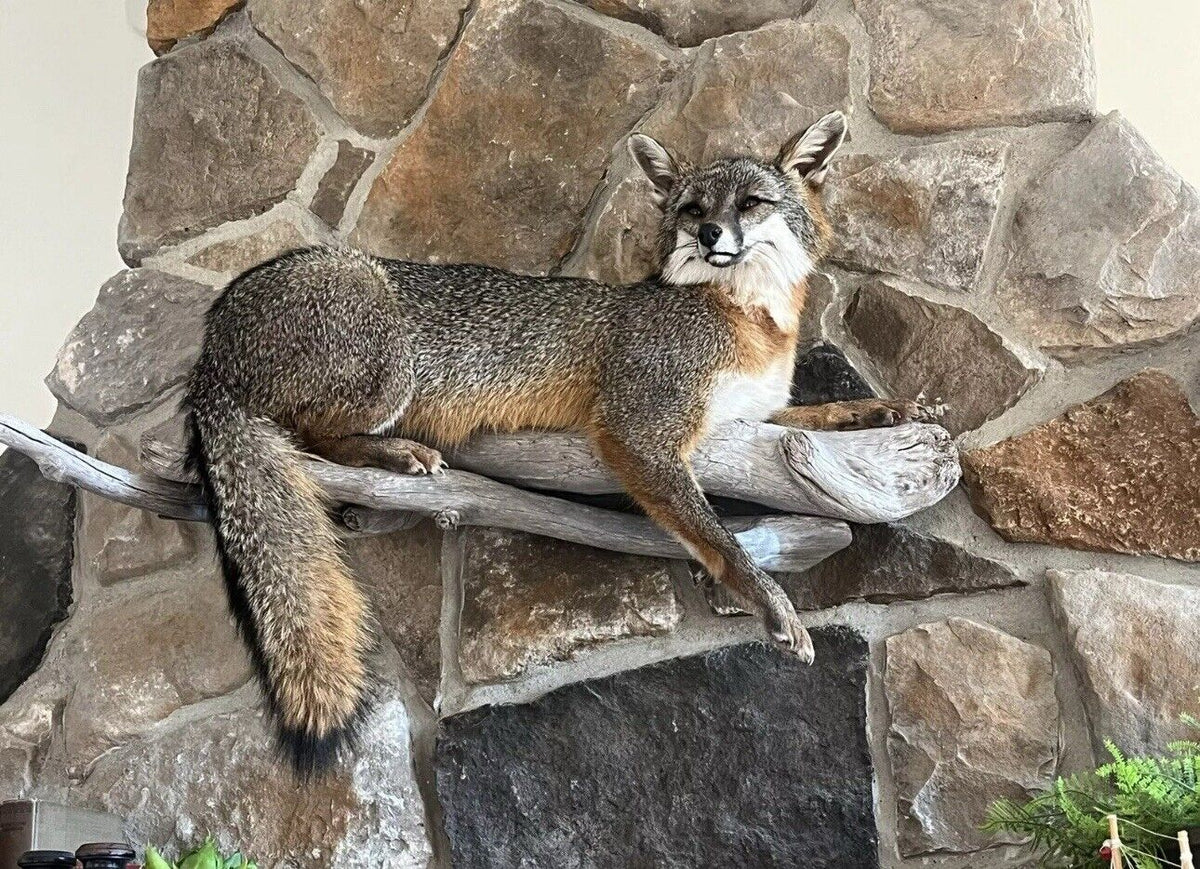 FHWA1212 - Grey Fox Taxidermy Full Body Mount Cabin Camp Man Cave Home Decor NEW