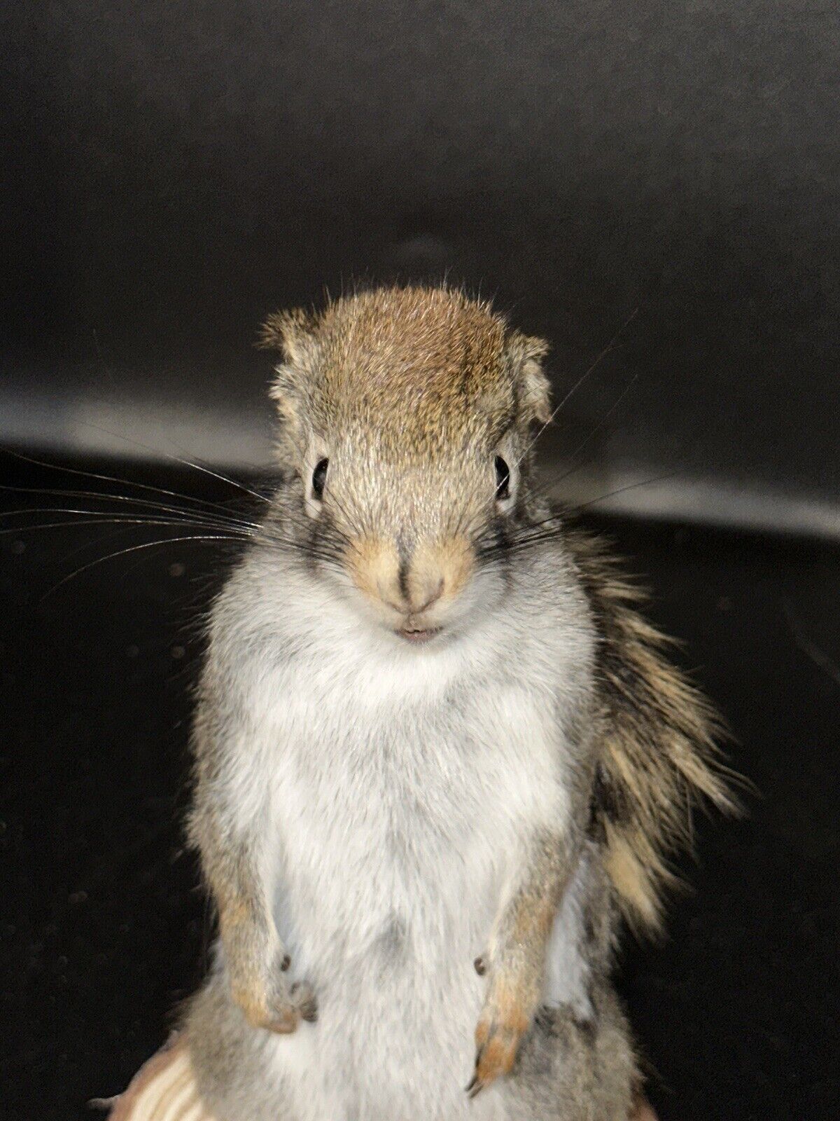 Beautiful Adorable Red Squirrel Small Animal Taxidermy Mount Art Wildlife 25S