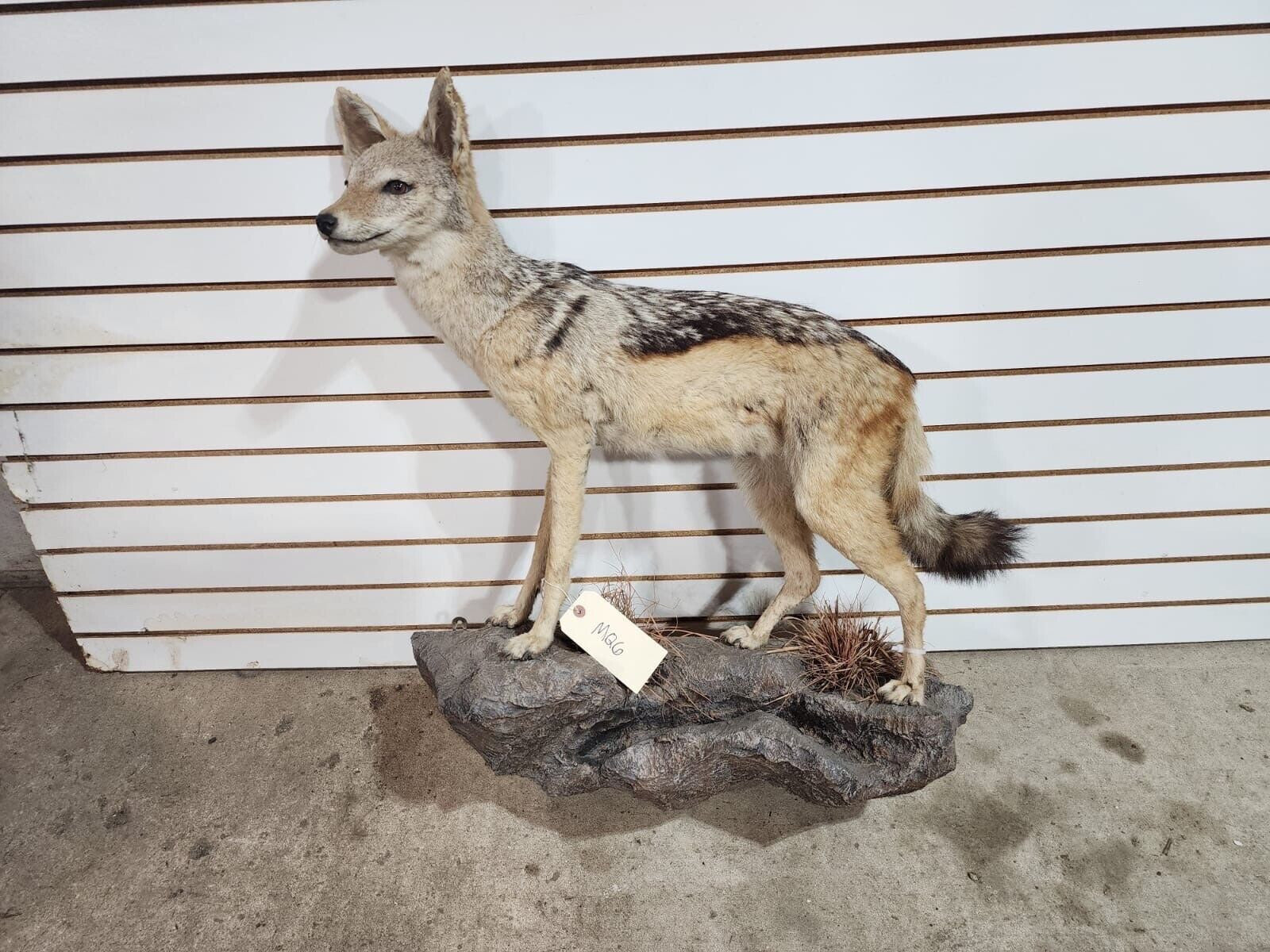 Black jackal African Taxidermy Mount