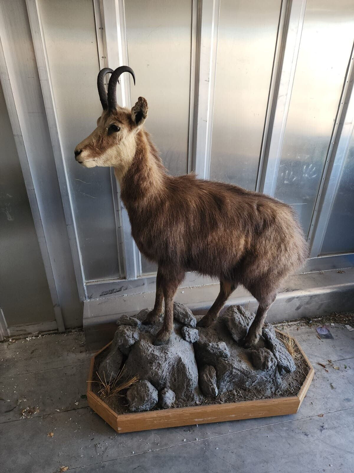 Alpine Chamois Full Body Taxidermy Mount FH36