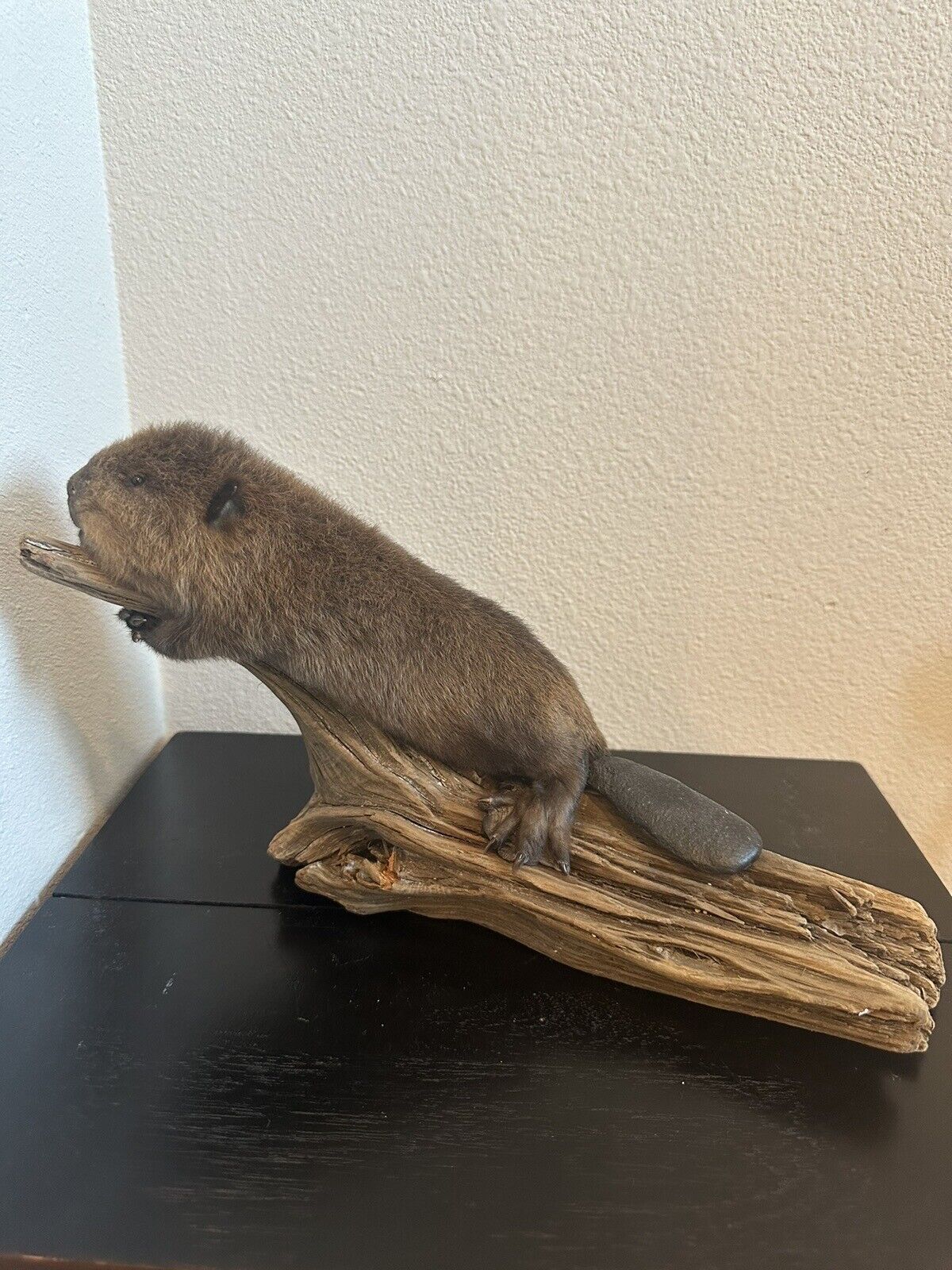 Museum Quality Beautiful Adorable Baby Beaver Kit Taxidermy Mount Art Wildlife