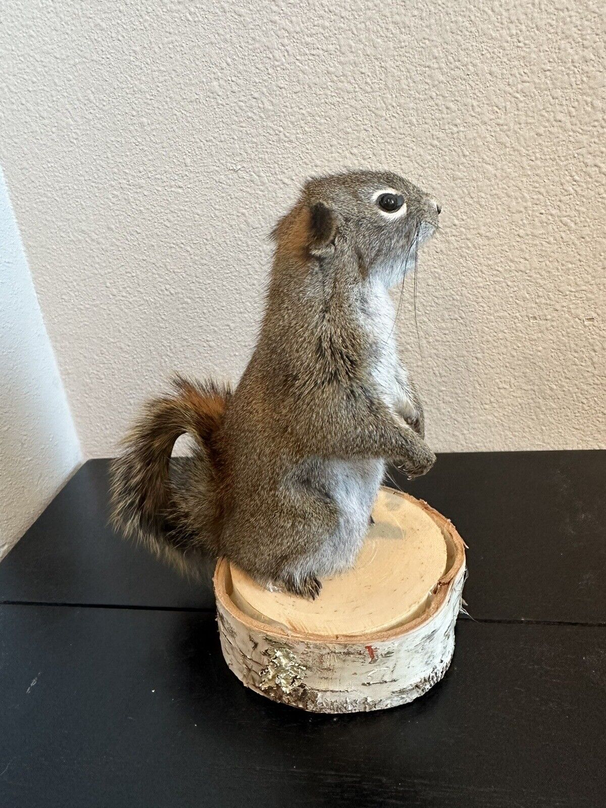 Beautiful Adorable Red Squirrel Small Animal Taxidermy Mount Art Wildlife
