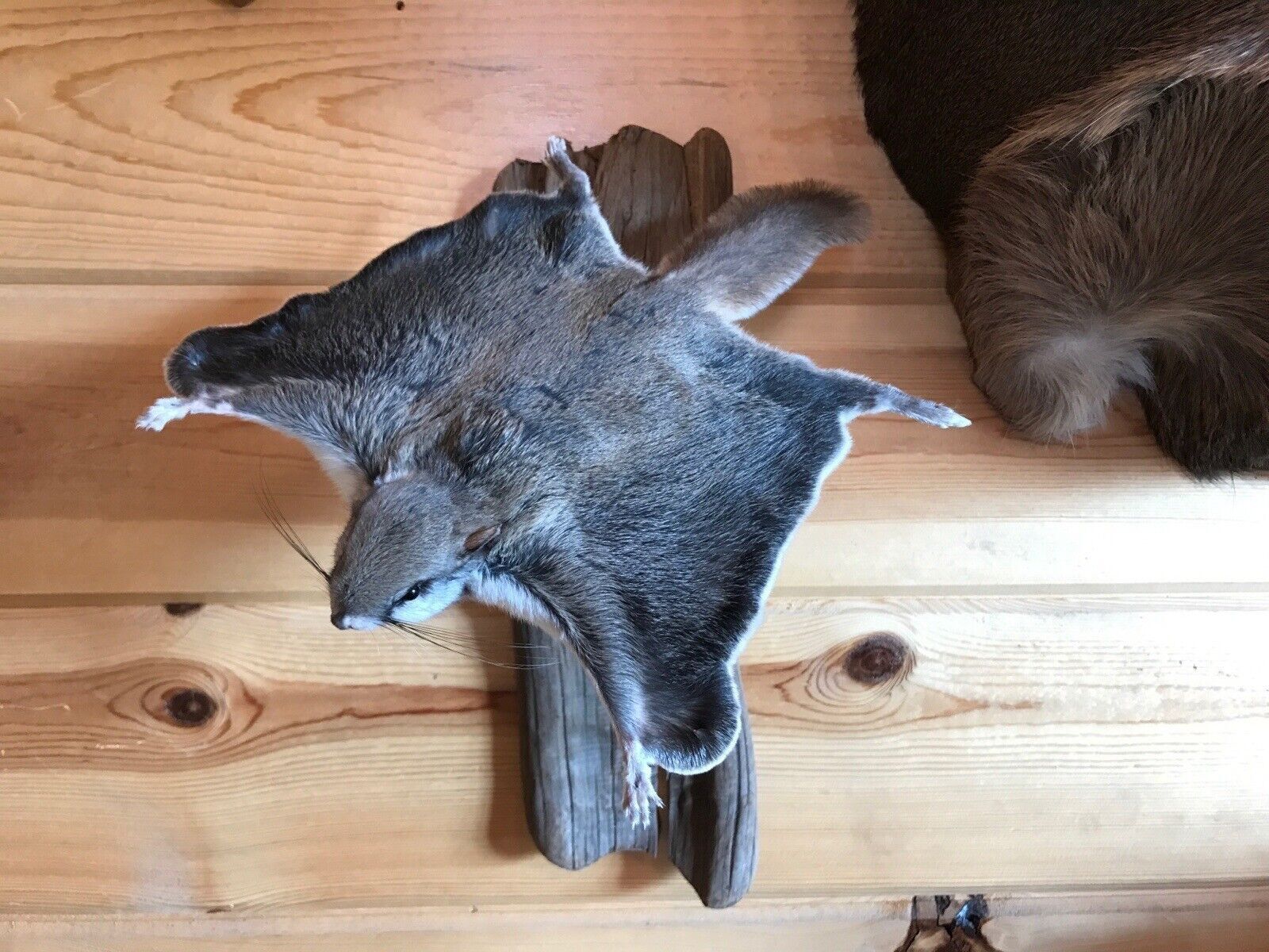 Beautiful Adorable Flying Squirrel Small Animal Taxidermy Mount Art Wildlife