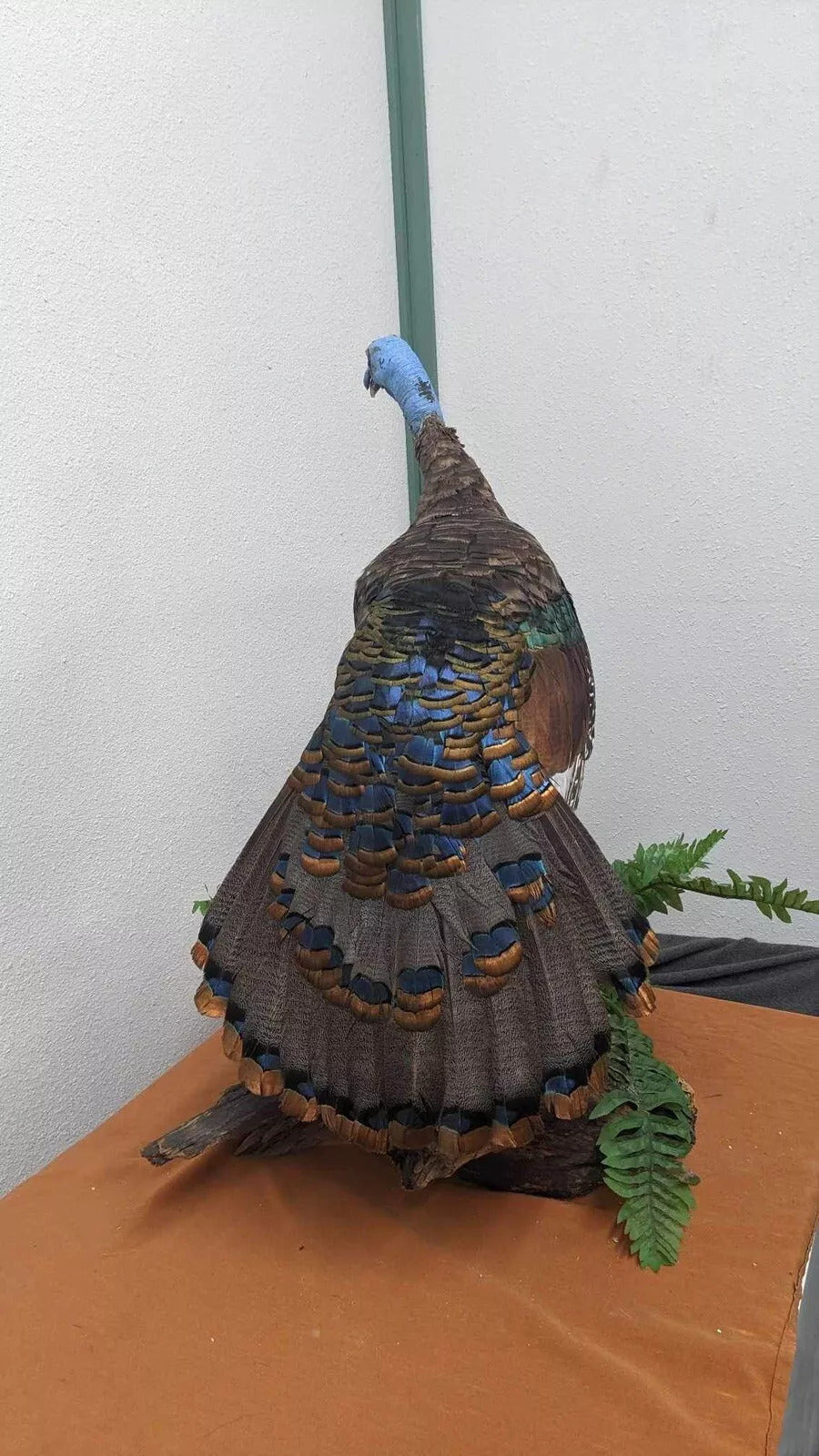 Full Mounted Taxidermy Ocellated Turkey with Custom Base