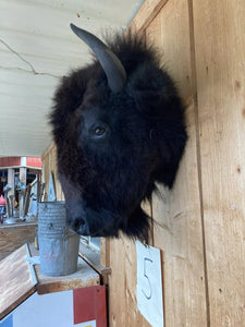 Real Buffalo / Bison Head Taxidermy Mount New Neck Mount (you Get One Pictured)