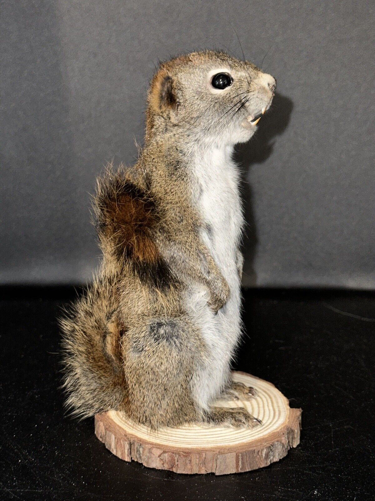 Beautiful Adorable Red Squirrel Small Animal Taxidermy Mount Art Wildlife 22S