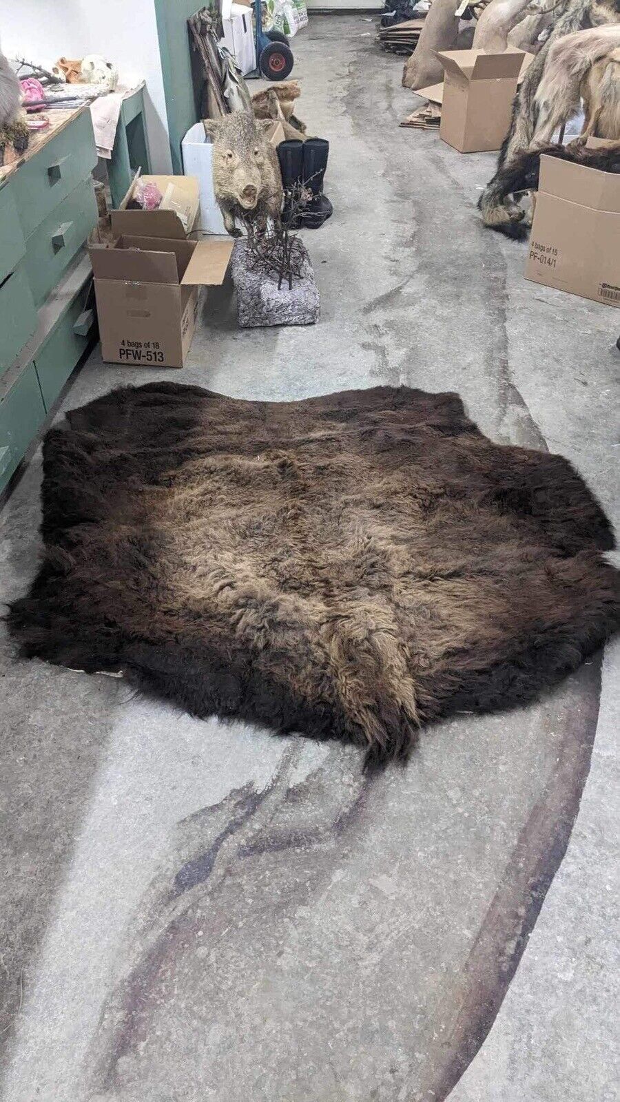 Real Buffalo / Bison Fresh Tanned  Taxidermy Rug Hide Brand New