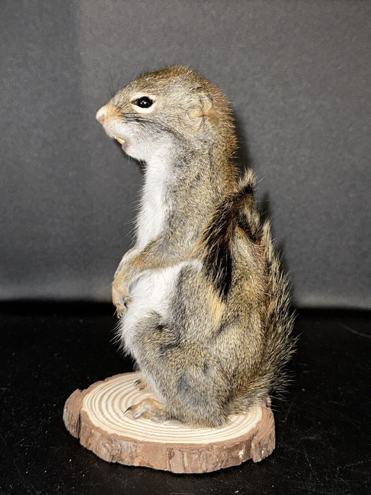 Beautiful Adorable Red Squirrel Small Animal Taxidermy Mount Art Wildlife 25S