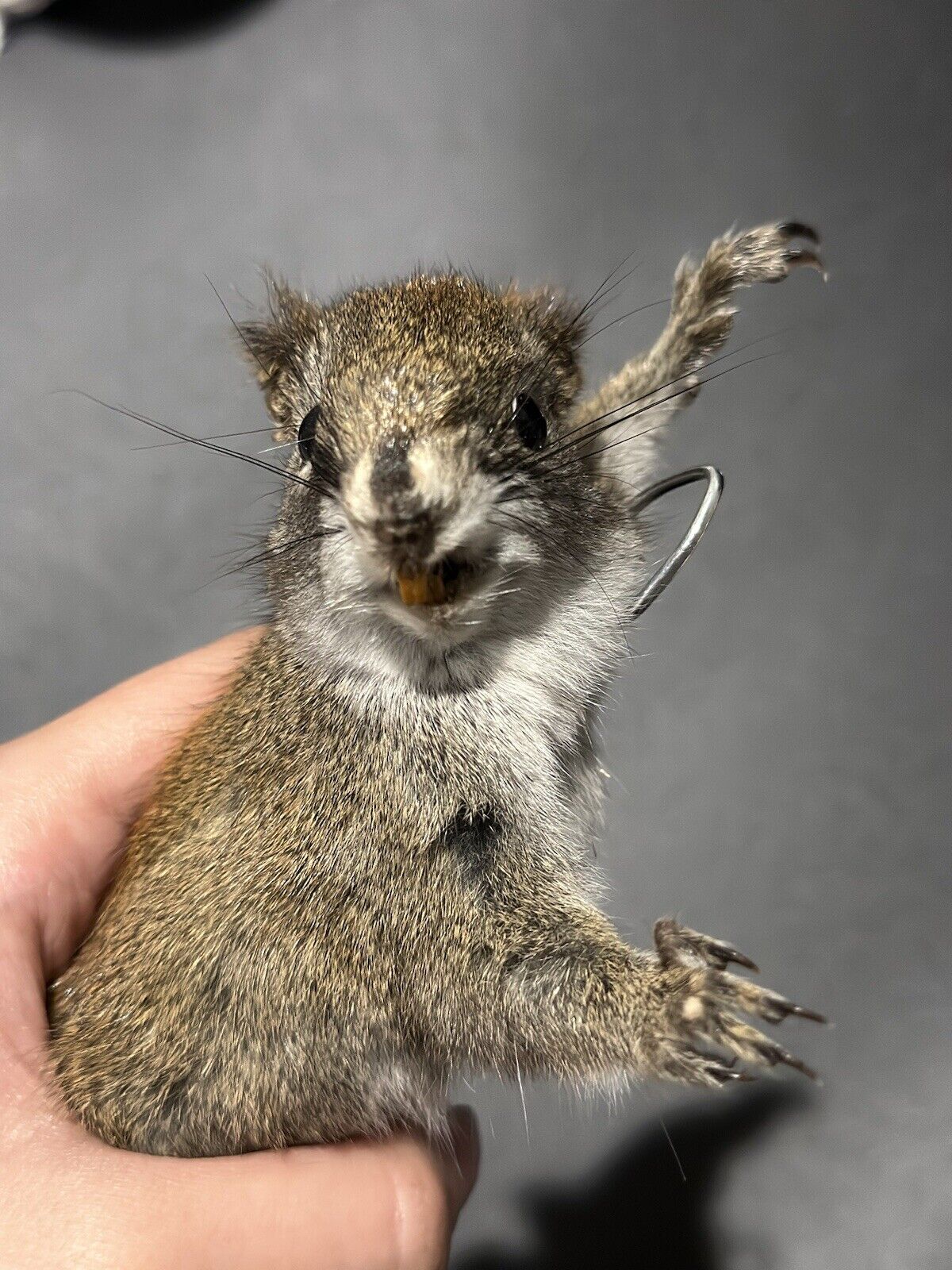 Beautiful Adorable Red Squirrel Small Animal Taxidermy Mount Art Wildlife 34S