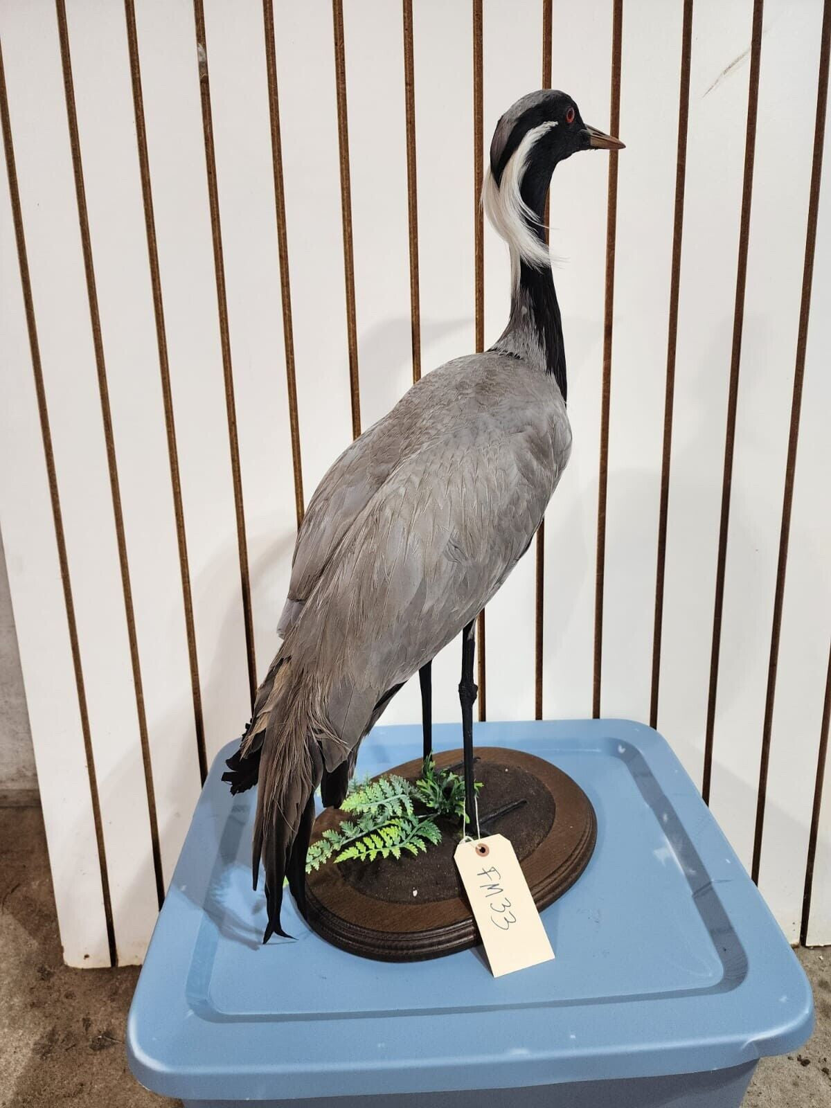 Demoiselle crane (Grus virgo) TAXIDERMY BIRD MOUNT Beautiful Feathers