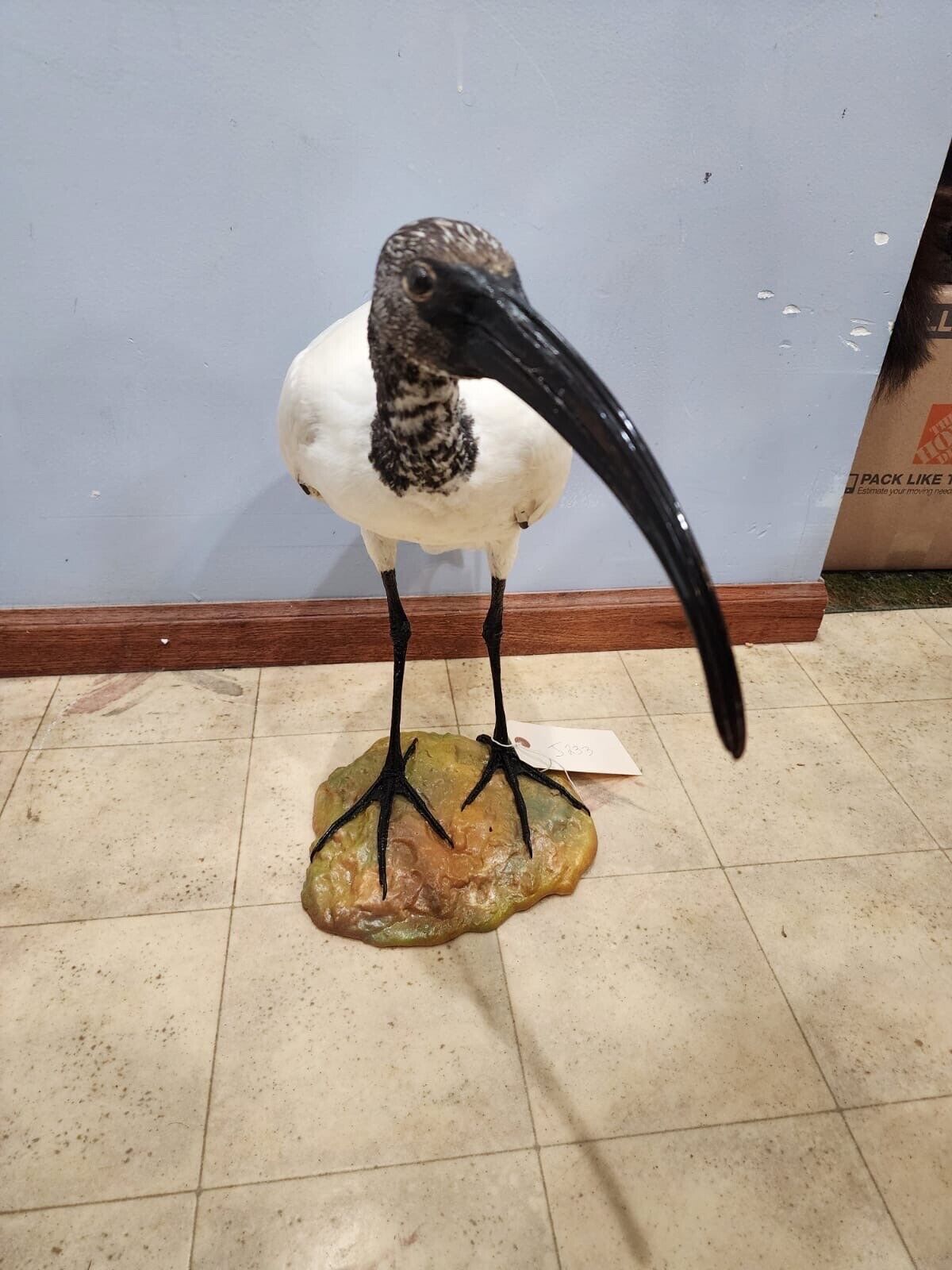 Real African sacred ibis (Threskiornis aethiopicus) full mount with base