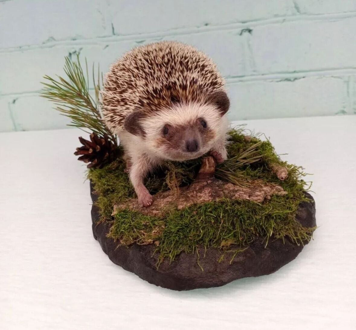 Large Hedgehog Taxidermy Mount