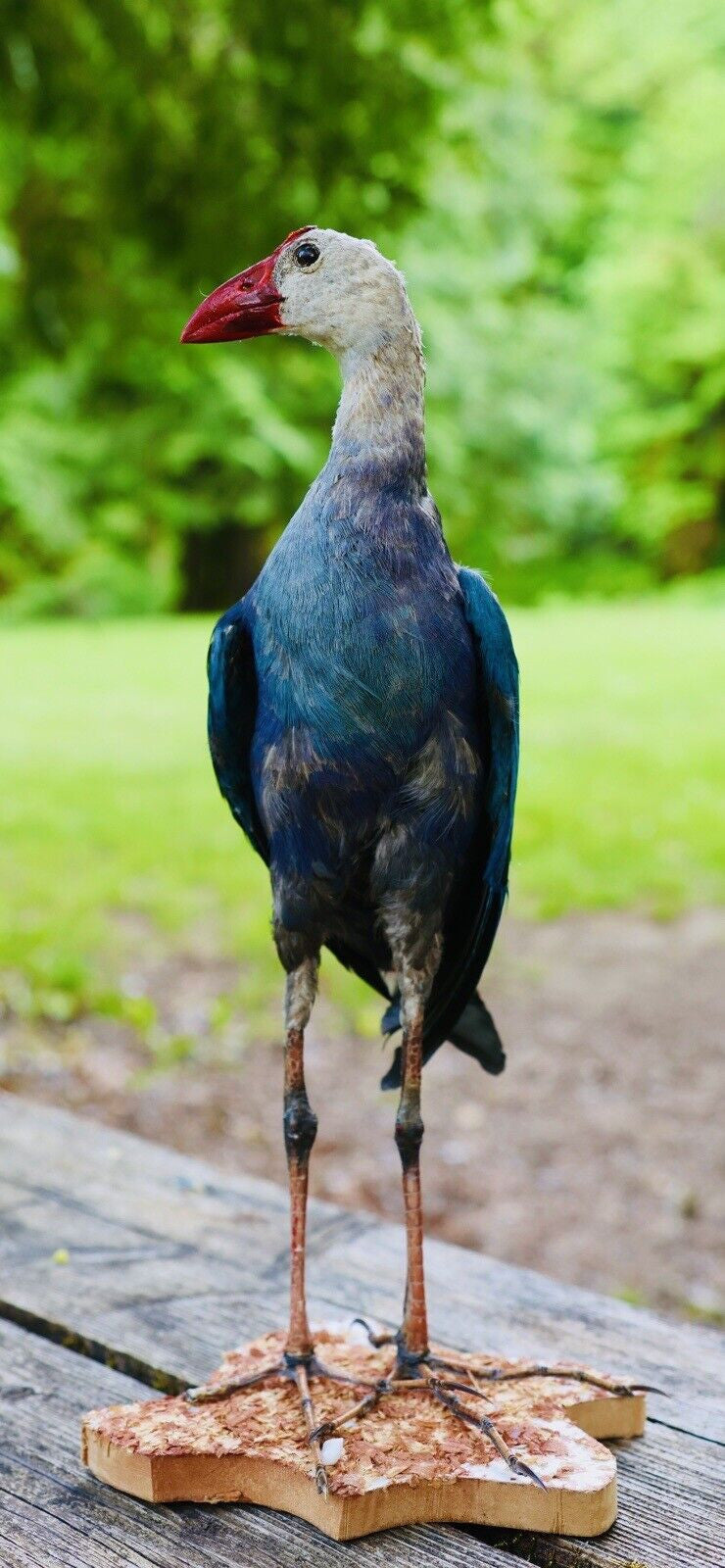 HA47 Grey Headed Swamphen (Porphyrio Poliocephalus) Bird Mount Taxidermy