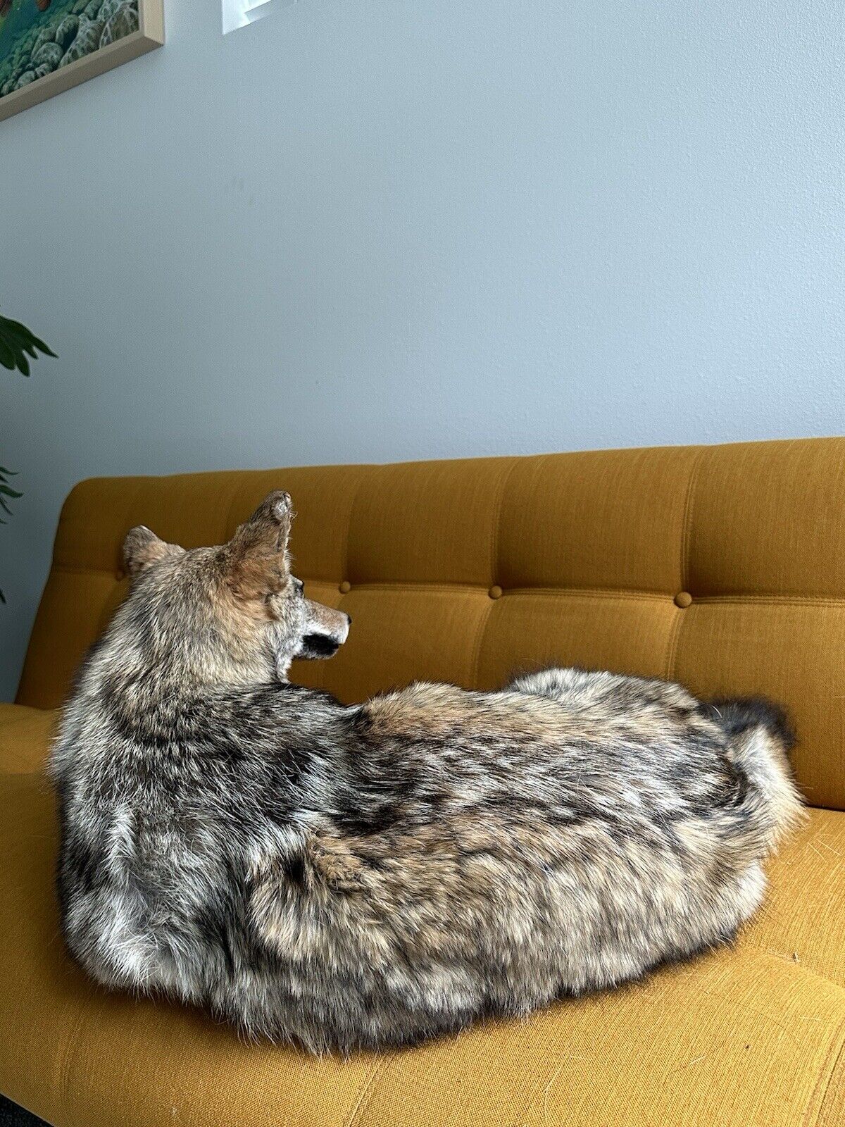 Coyote Taxidermy Custom Full Body Mount Home Camp Wall Decor Hunting Cabin