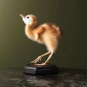 Super Rare Baby GREY-CROWNED CRANE TAXIDERMY BIRD MOUNT Beautiful Feathers