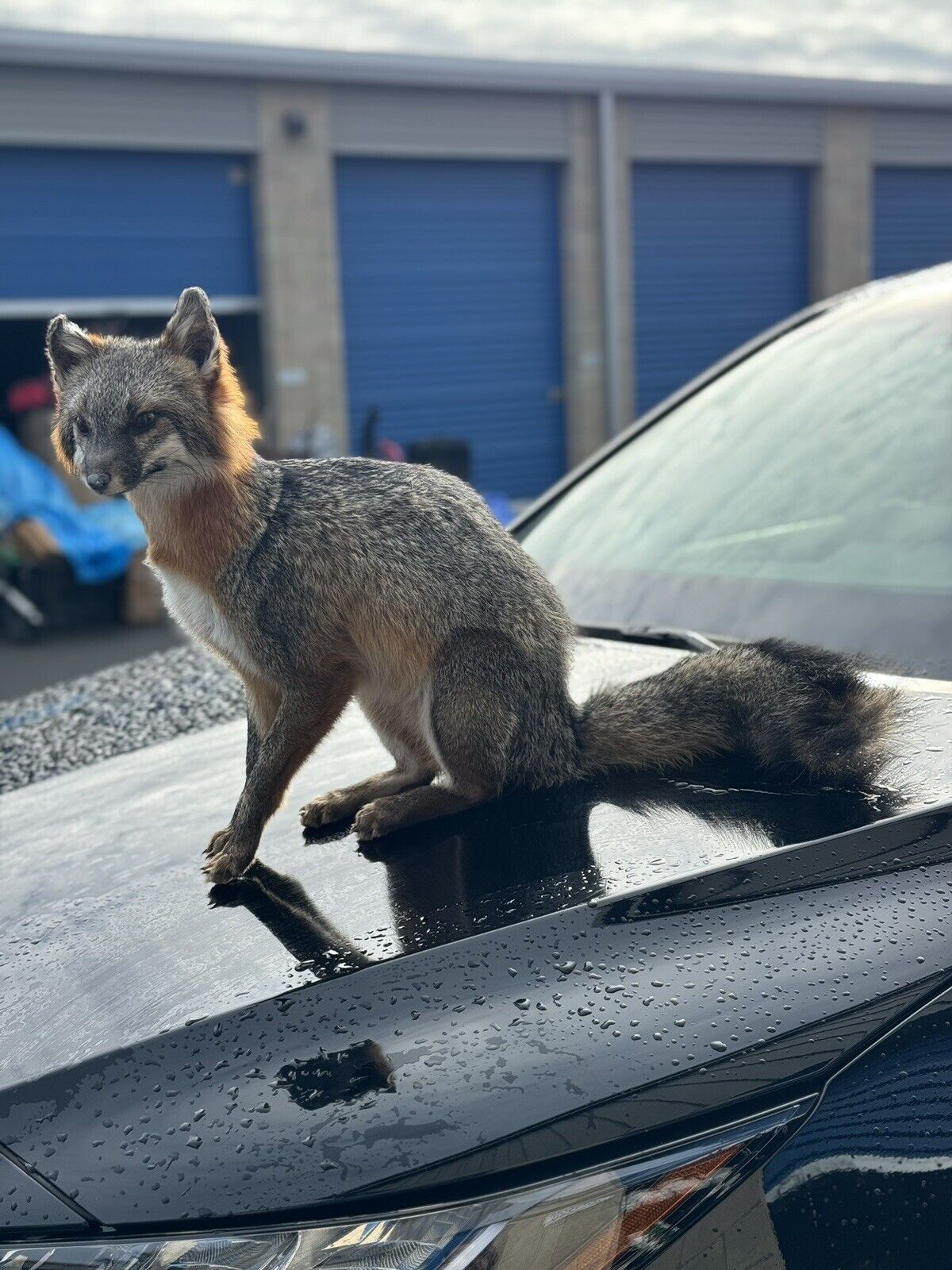 Grey Fox Taxidermy Full Body Mount Prime Fur