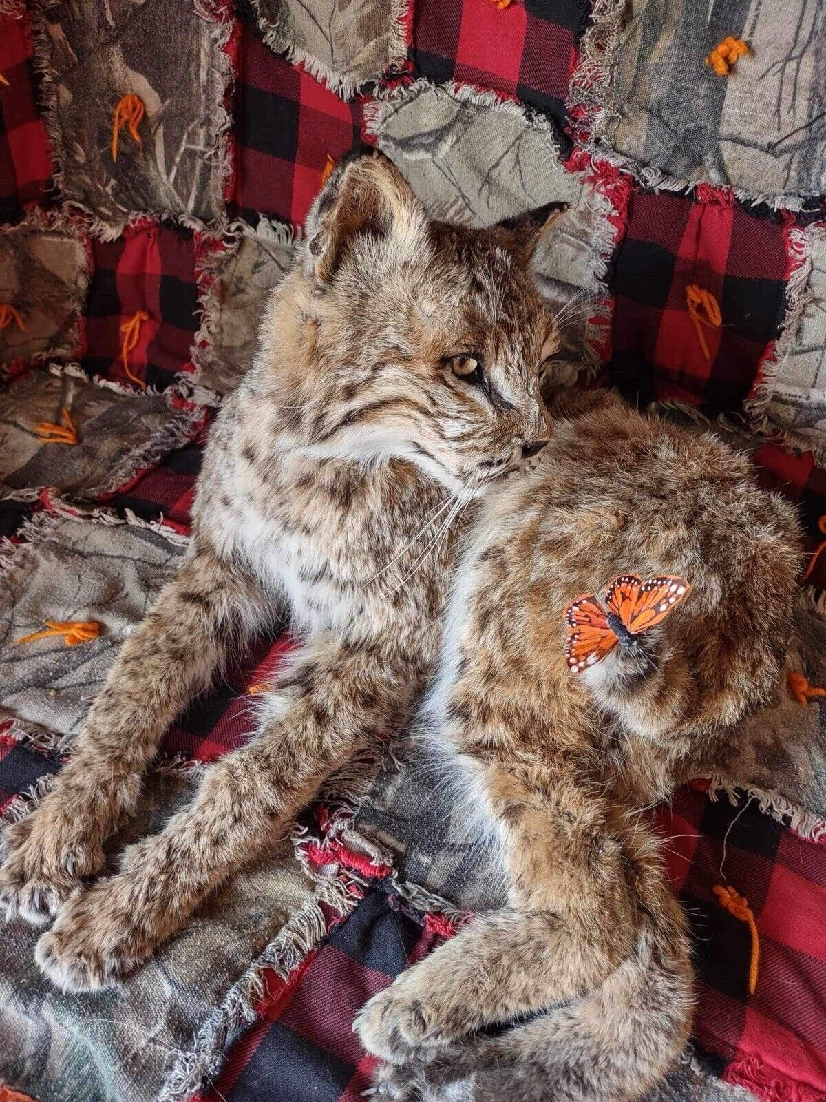 BOBCAT TAXIDERMY , Collectible,Log Cabin Decor,Outdoors,Hunting