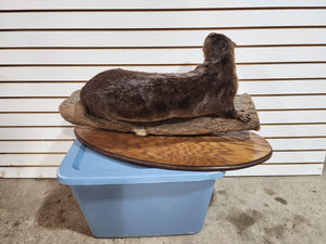 New Full Body Otter Taxidermy Mount