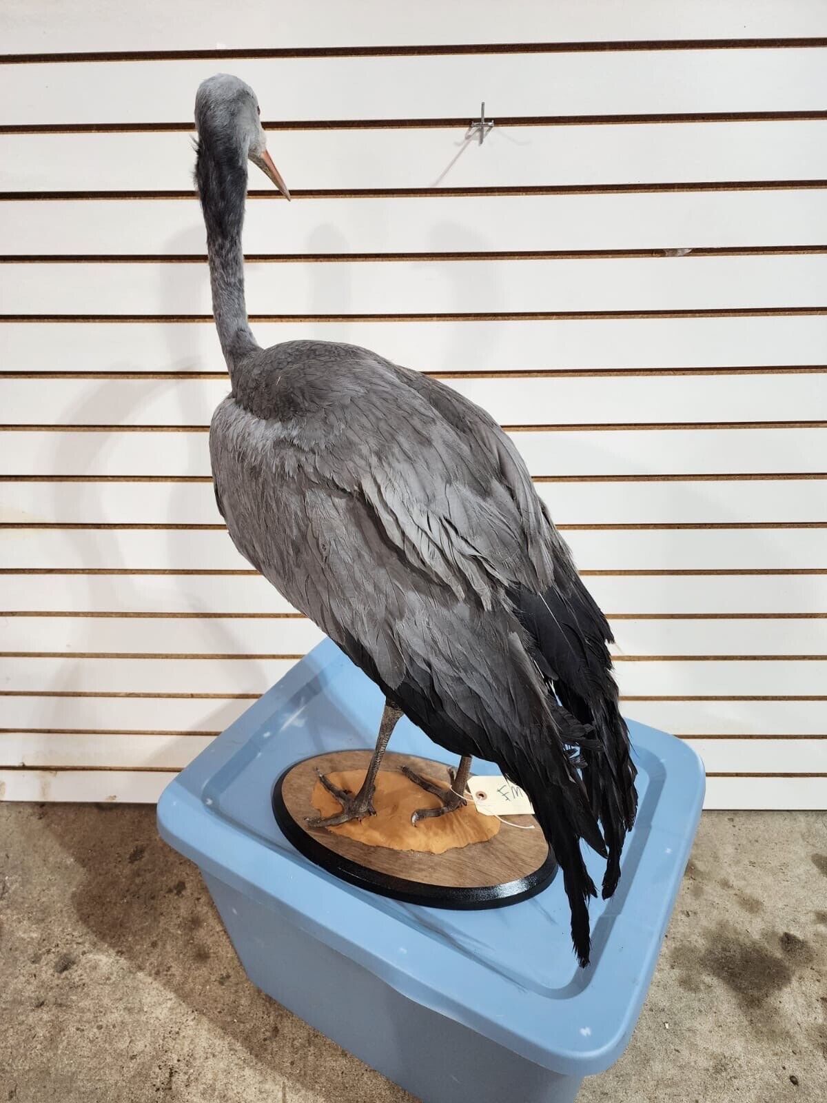 Stanley Crane The blue crane (Grus paradisea) Full Body Bird Taxidermy