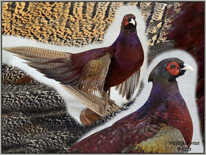 Pheasant Taxidermy Mount Bird Gamebird Feathers Exotic by Wildlife-Artist
