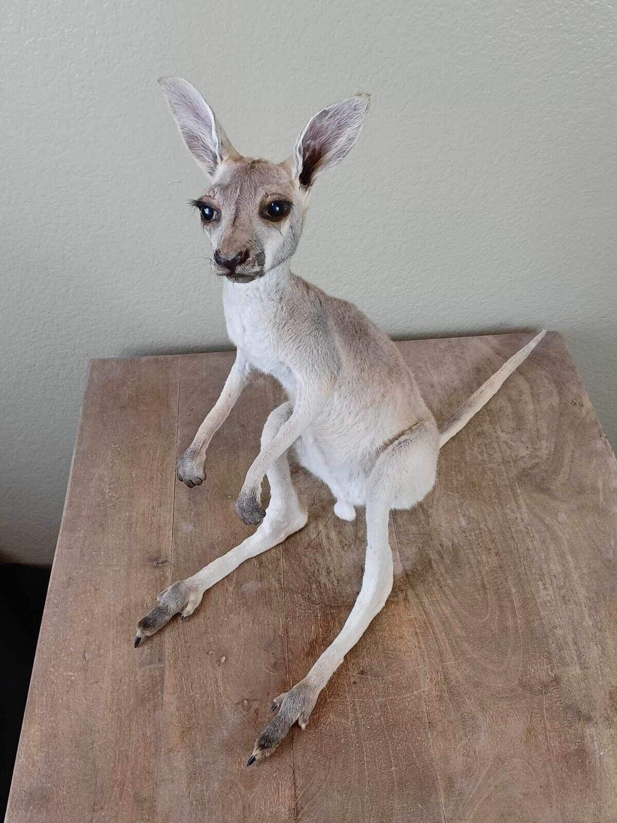 Baby Kangaroo Taxidermy Mount