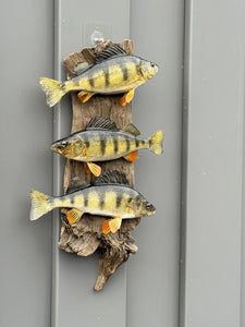 Beautiful Perch Fish Taxidermy Wall Mount Art Wildlife