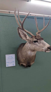 Whitetail Deer Real Antler Deer Taxidermy Mount