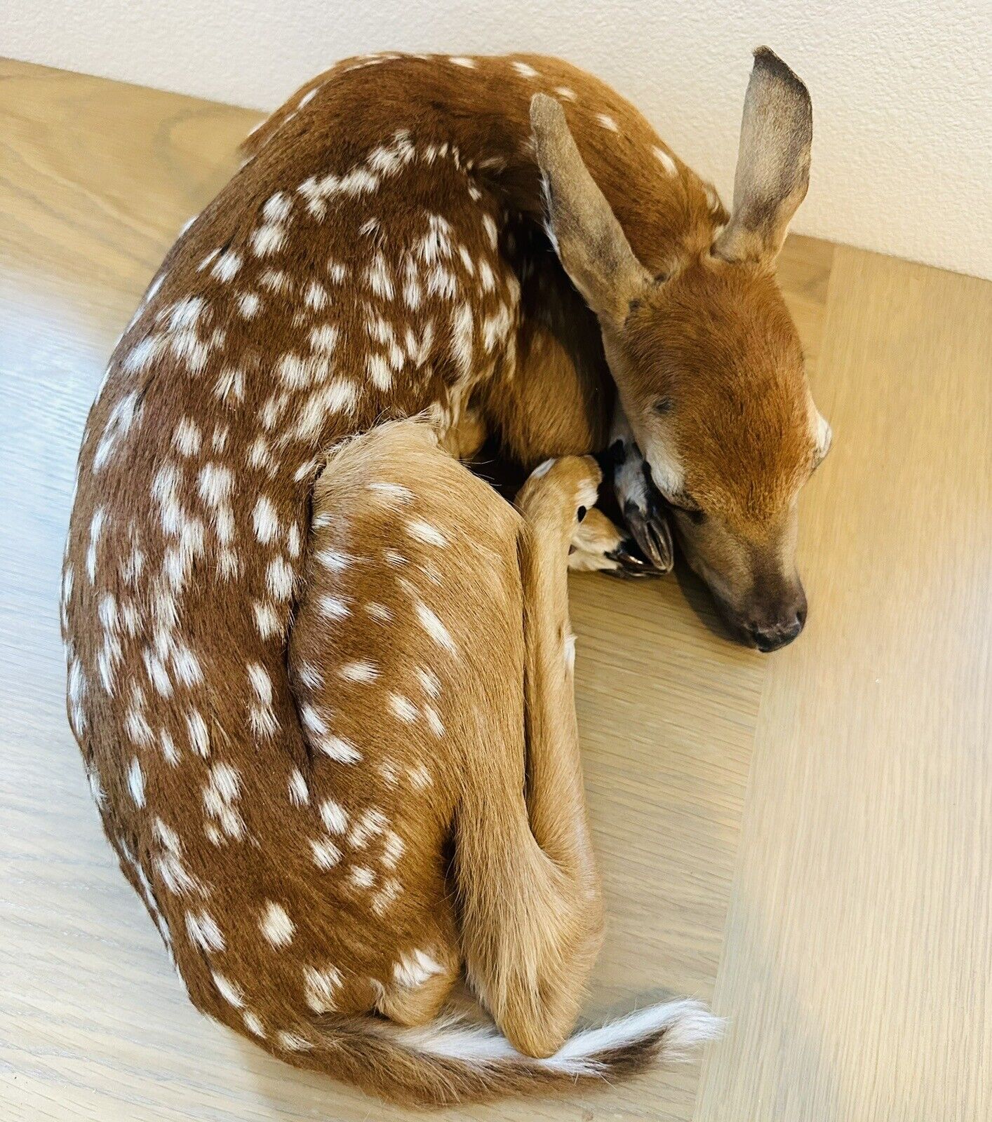 Museum Quality Real Deer Fawn Taxidermy Mount