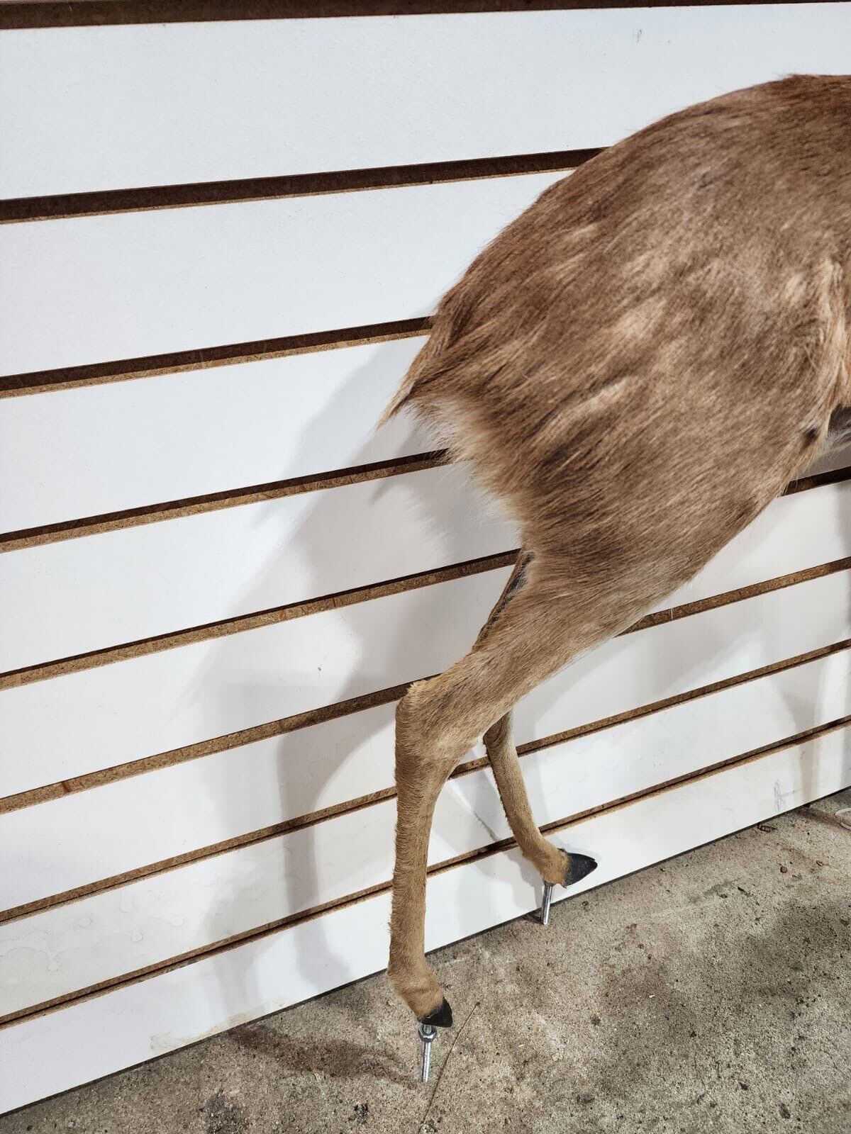 oribi, (Ourebia ourebi) Deer Fawn Taxidermy Mount