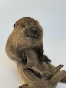 Beautiful Adorable Baby Beaver Kit Taxidermy Mount Art Wildlife #3