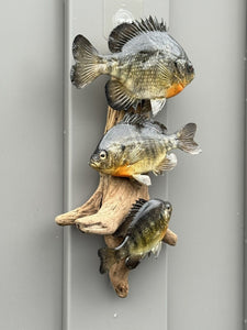 Real Skin Beautiful Sunfish Fish Taxidermy Wall Mount