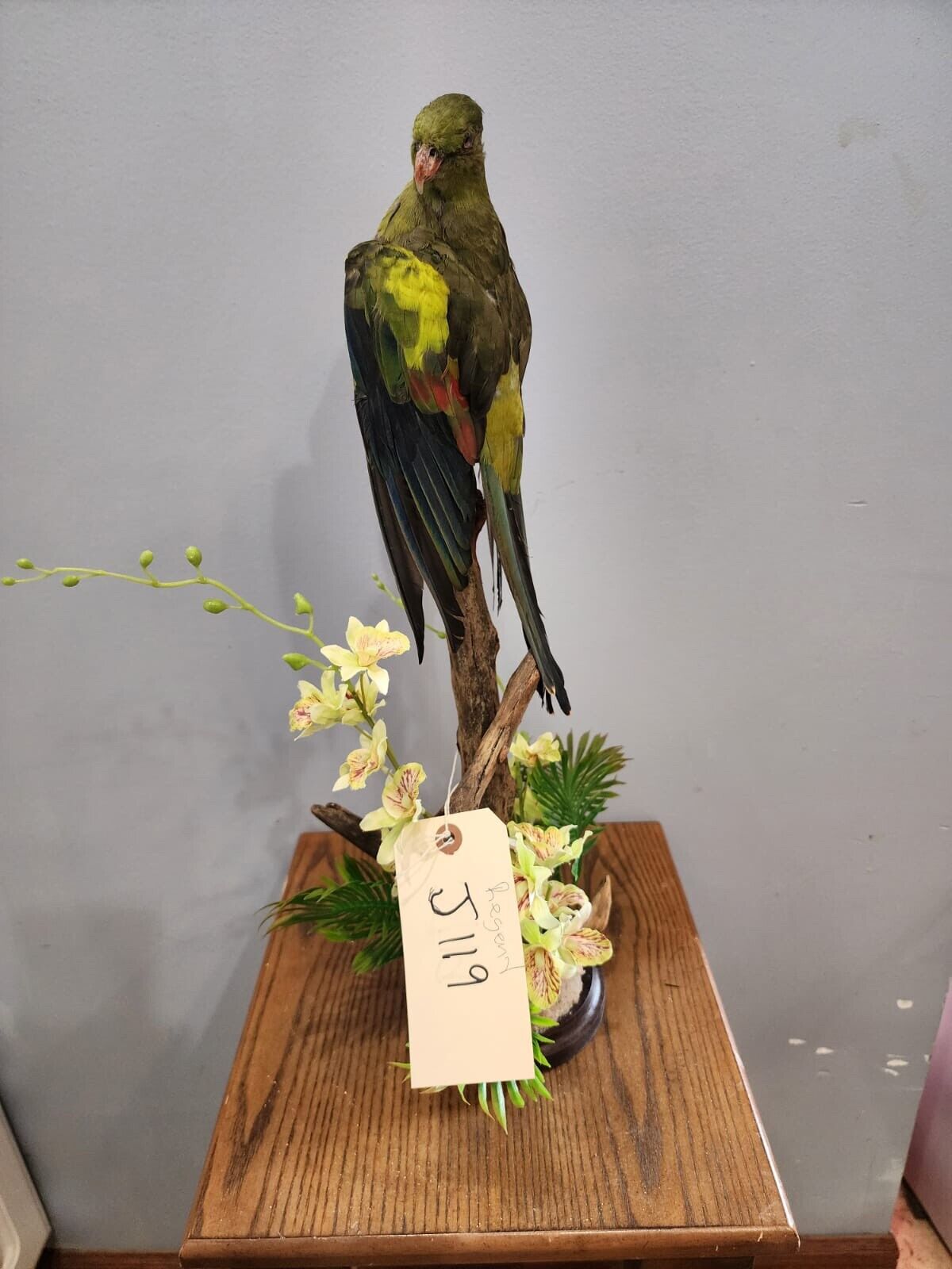 Real Regent Parrot Taxidermy Mount Beautiful Colors