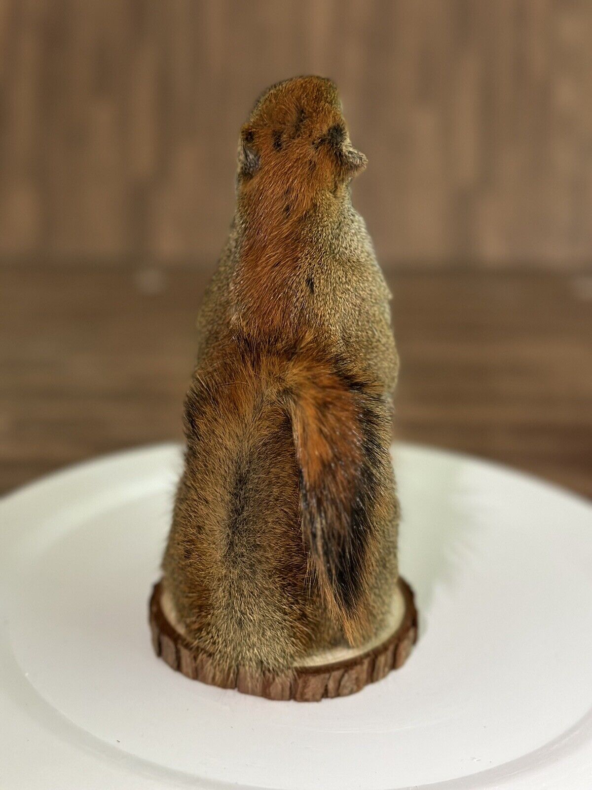 Beautiful Adorable Red Squirrel Small Animal Taxidermy Mount Art Wildlife 12S