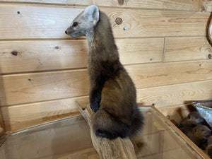 Pine Marten Alaskan Life Size Taxidermy Mount