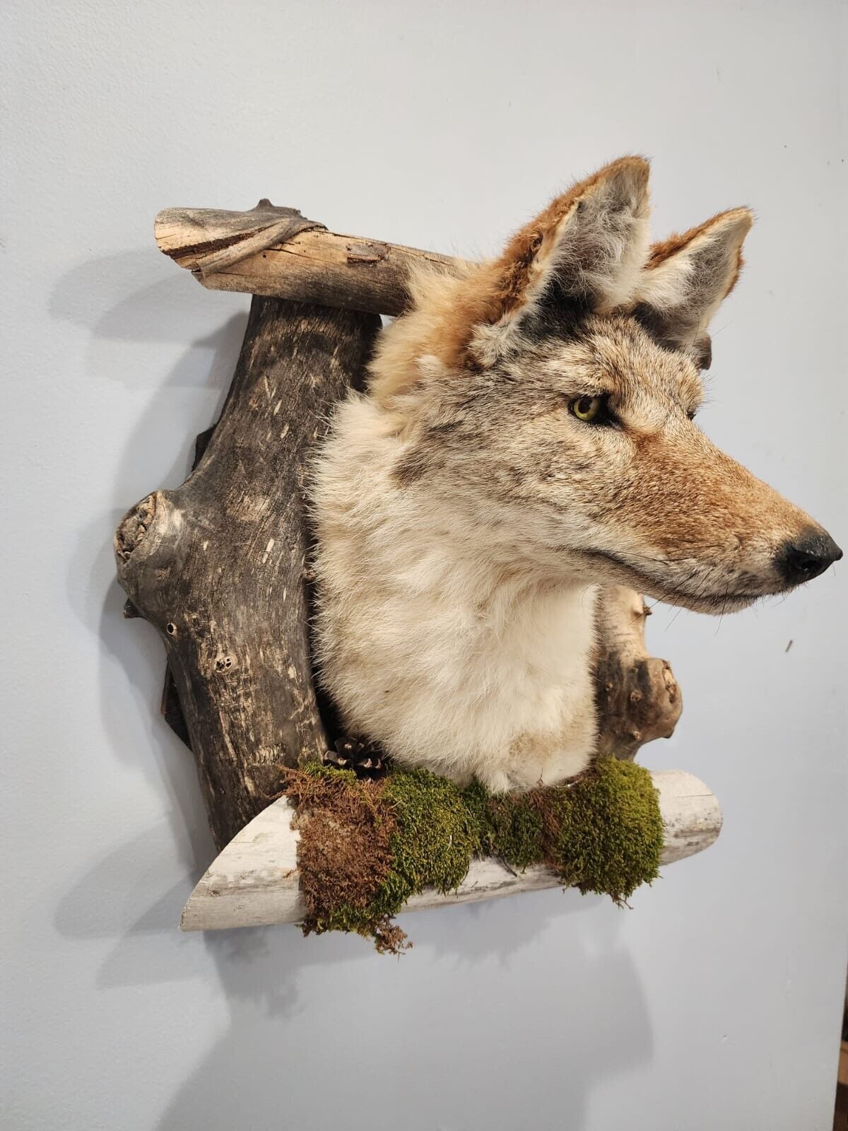 New Coyote Den Taxidermy Mount