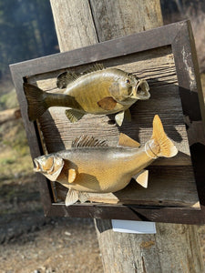 Beautiful Real Skin Large Walleye + Small Bass Taxidermy Wall Mount Art Wildlife