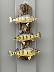 Beautiful Perch Fish Taxidermy Wall Mount Art Wildlife