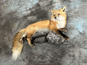 Red Fox Taxidermy Wall Mount Custom Wildlife Fur Hunting Decor Full Body New!