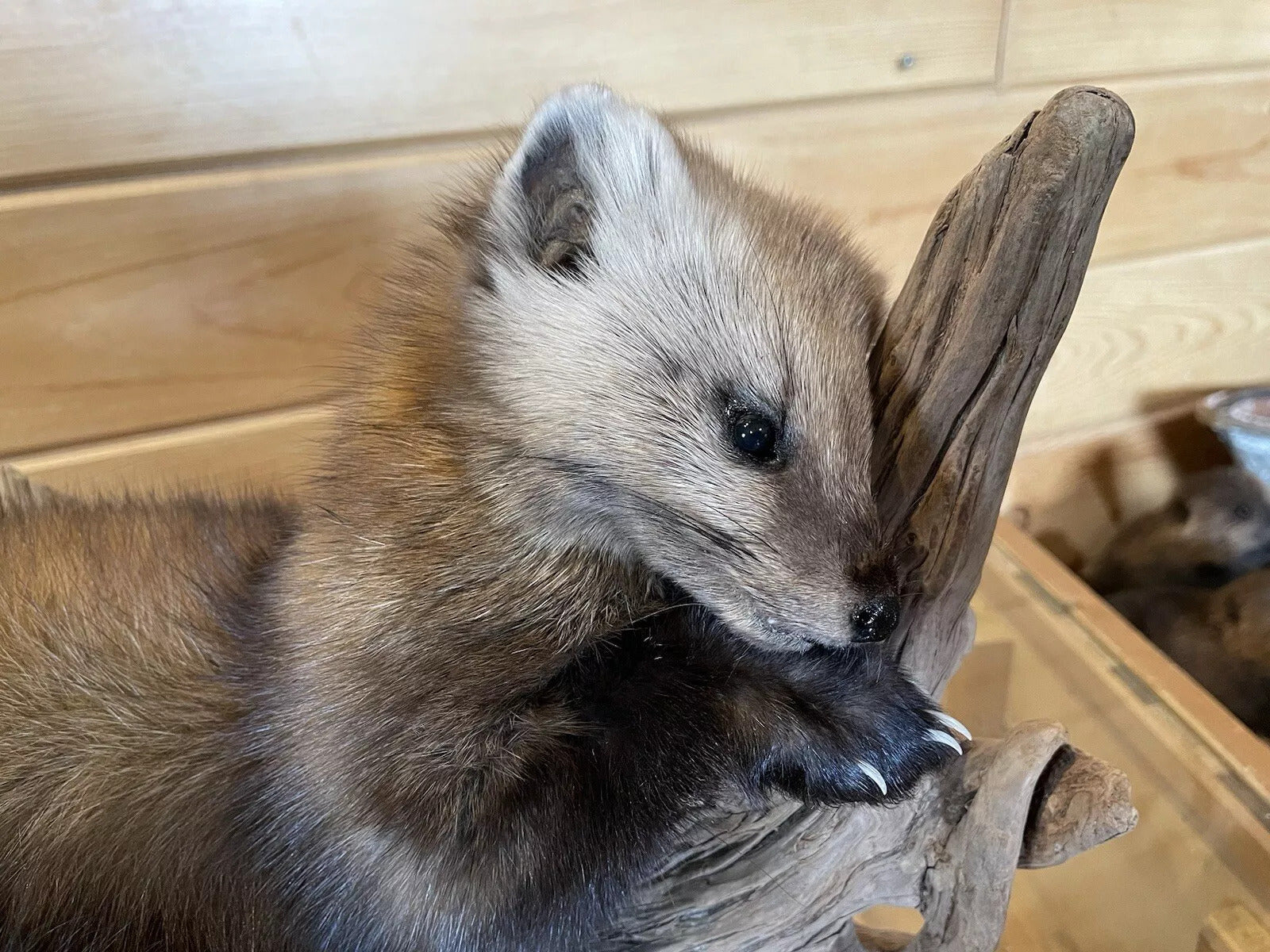 Pine Marten Alaskan Life Size Taxidermy Mount