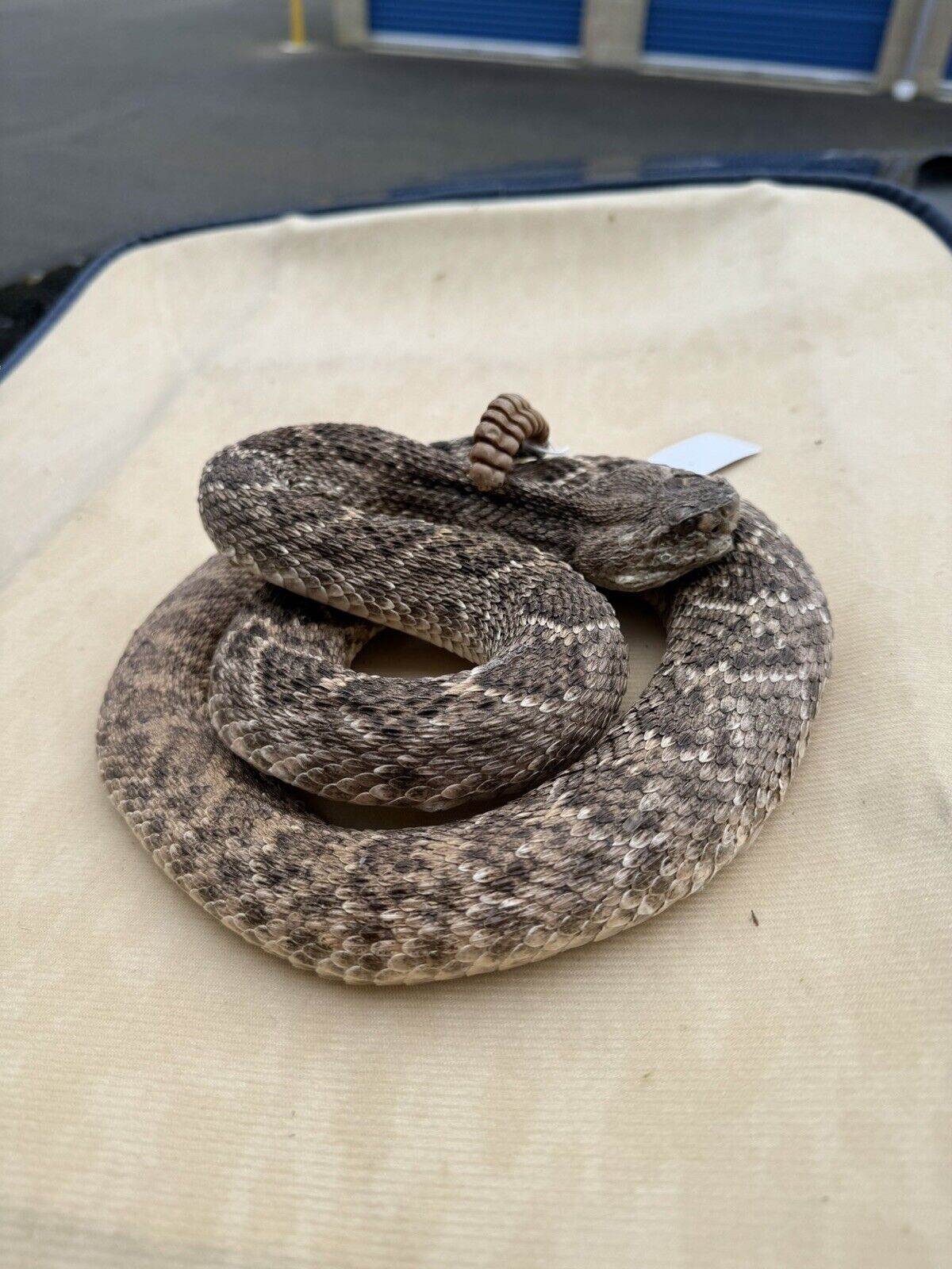 Large Real Rattle Snake Taxidermy Mount