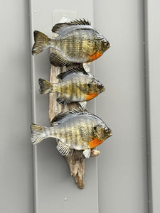 Real Skin Beautiful Sunfish Fish Taxidermy Wall Mount