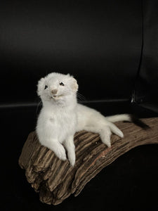 Beautiful Adorable Weasel Ermine Small Animal Taxidermy Mount Art Wildlife 17W