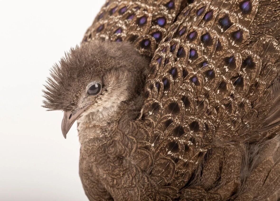 Grey Peacock-Pheasant (Polyplectron Bicalcaratum) Taxidermy Stand Mount