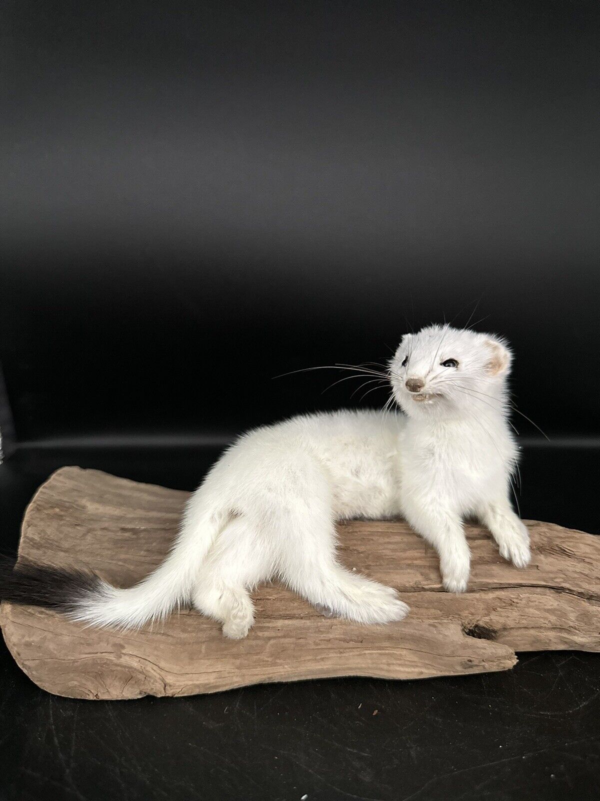 Beautiful Adorable Weasel Ermine Small Animal Taxidermy Mount Art Wildlife 15W